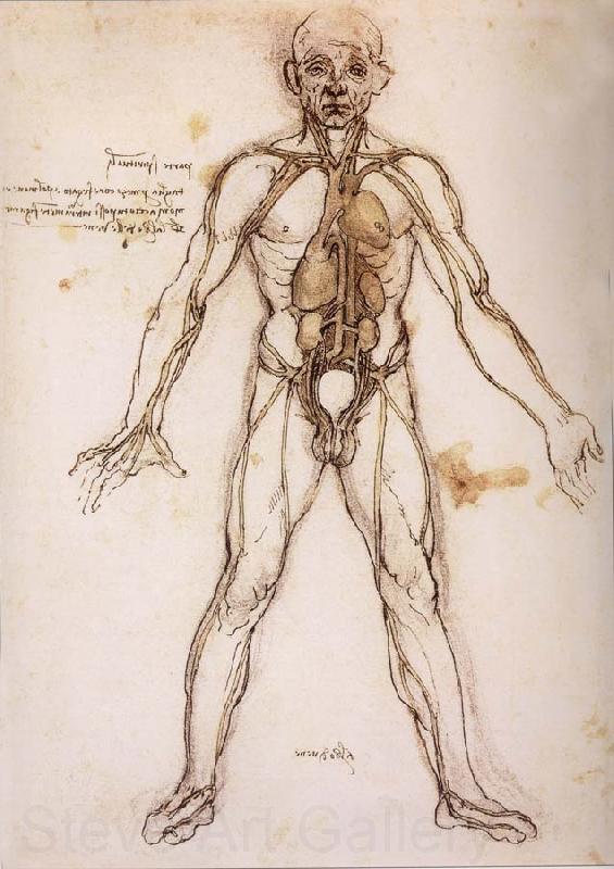 LEONARDO da Vinci You branching of the Blutgefabe, anatomical figure with heart kidneys and Blutgefaben